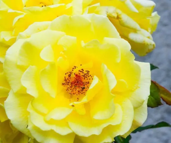 Pensionat The Annex Saint-Maur-des-Bois