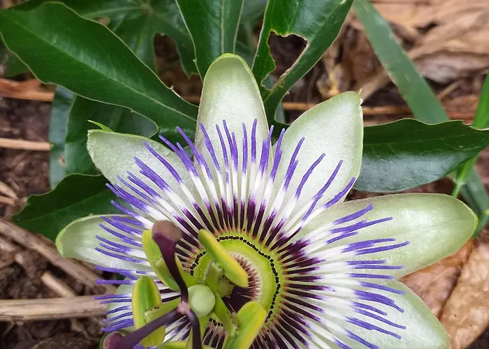 The Annex Saint-Maur-des-Bois